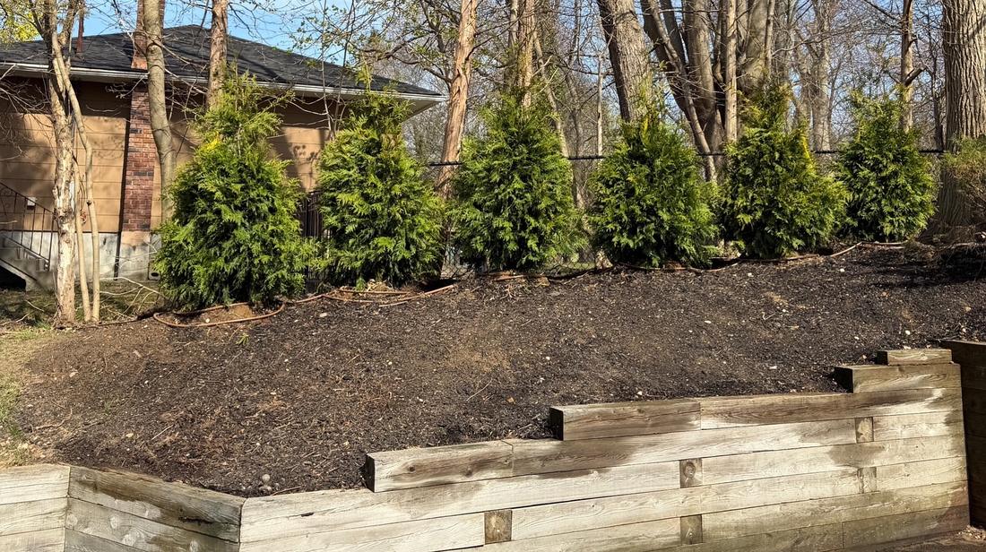 New arborvitae planted behind a timber wall