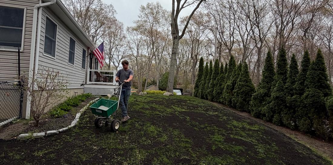 Spreading seed on a lawn renovation