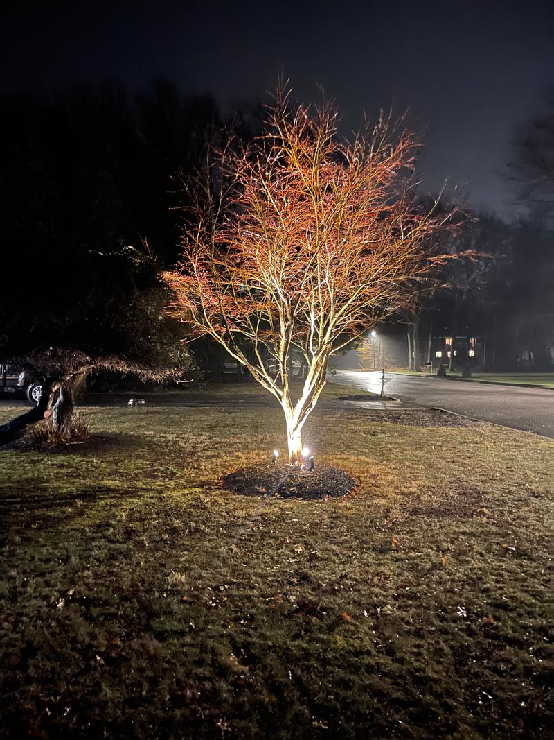 Japanese maple lit from below at night